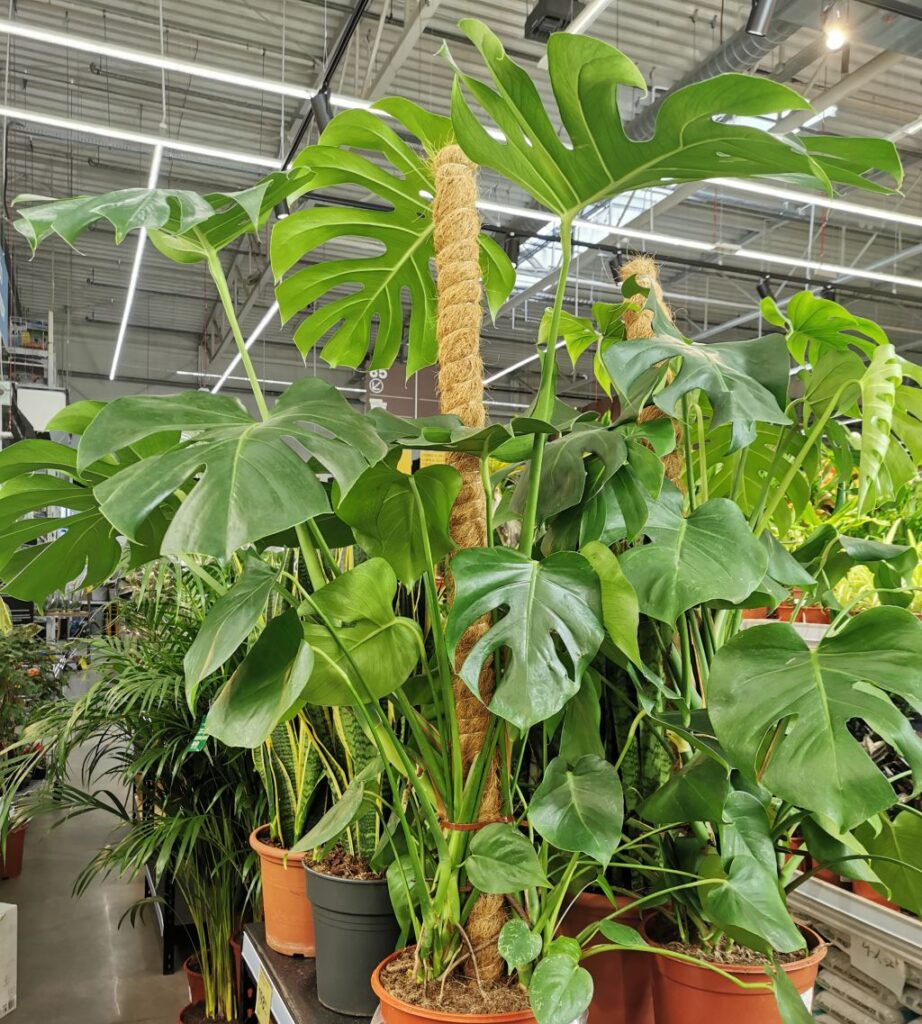 Monstera dziurawa