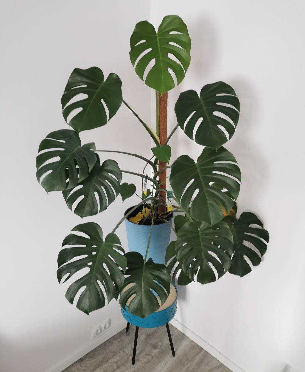 Monstera dziurawa duża