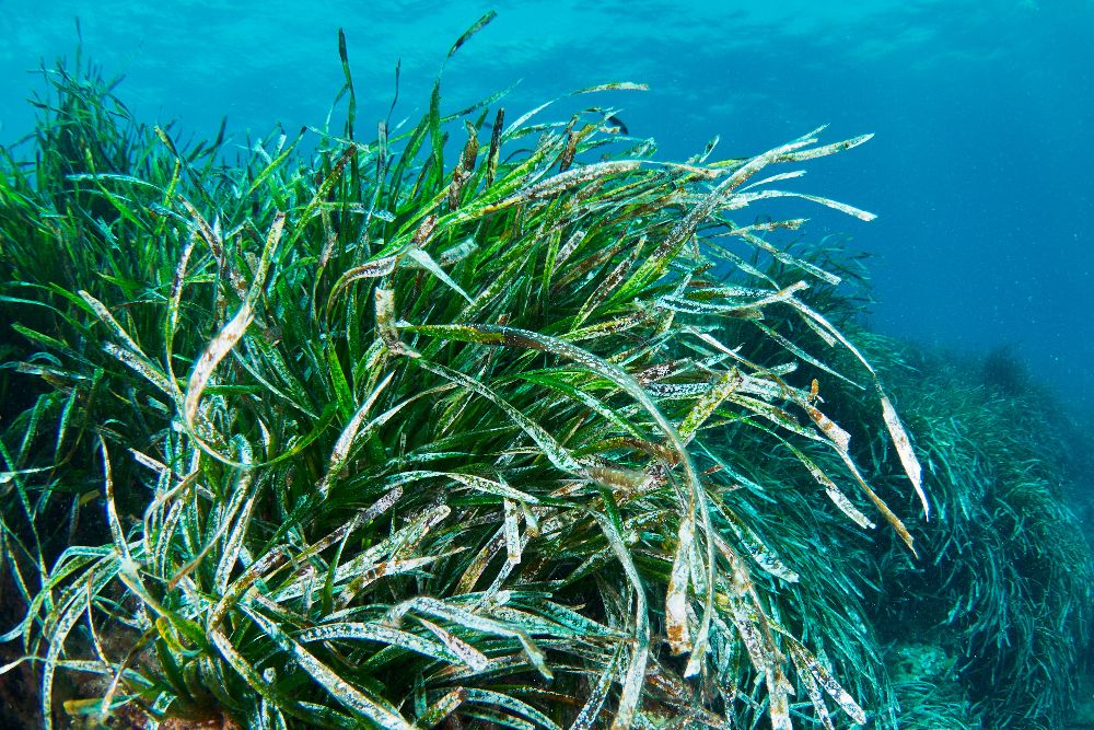 Posidonia oceanica
