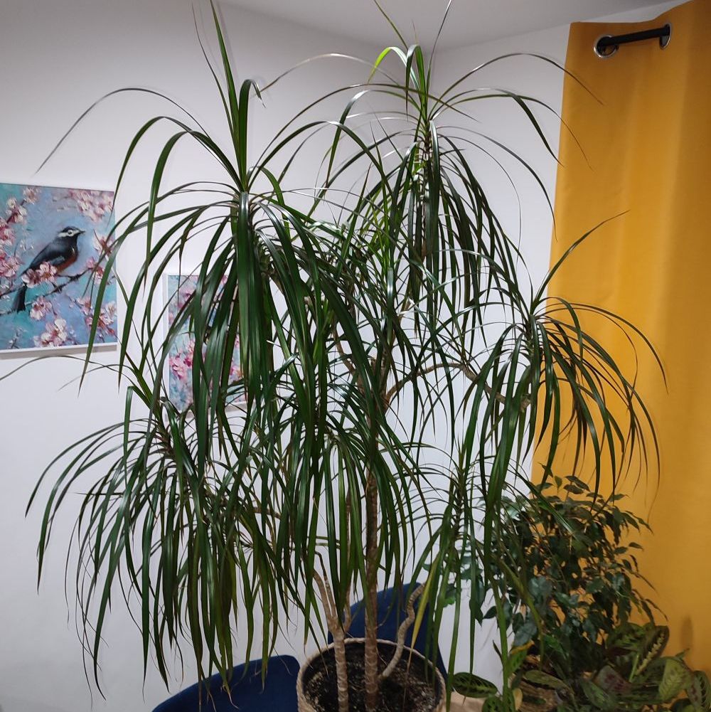 Dracena obrzeżona