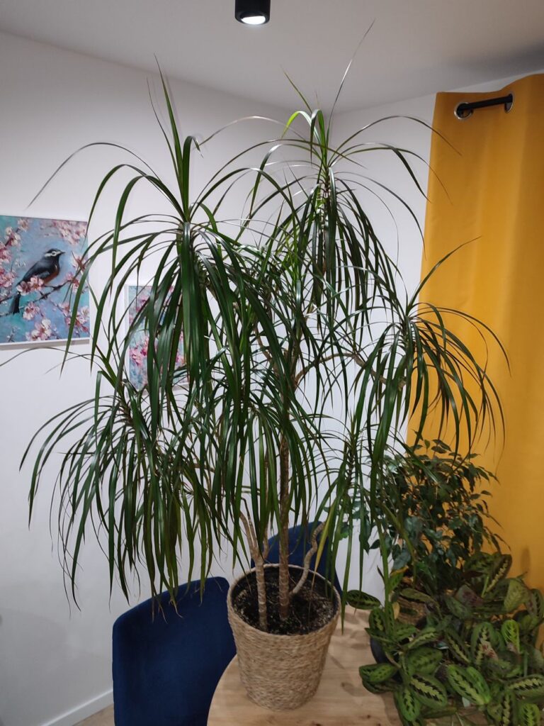 Dracena obrzeżona