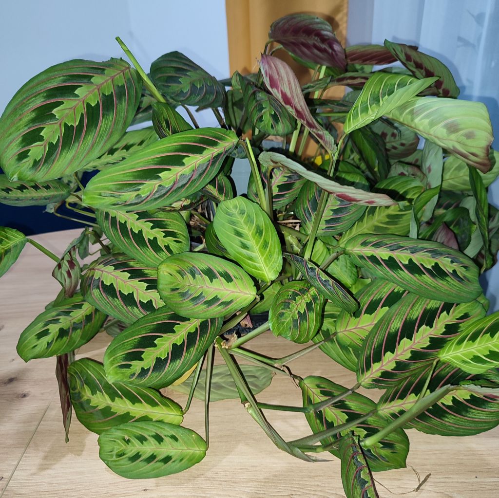 Maranta
