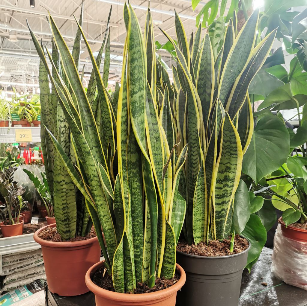 Sansewieria gwinejska