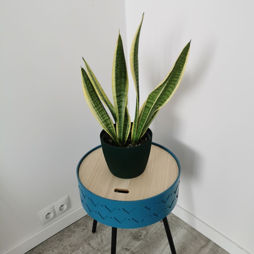 Sansewieria gwinejska