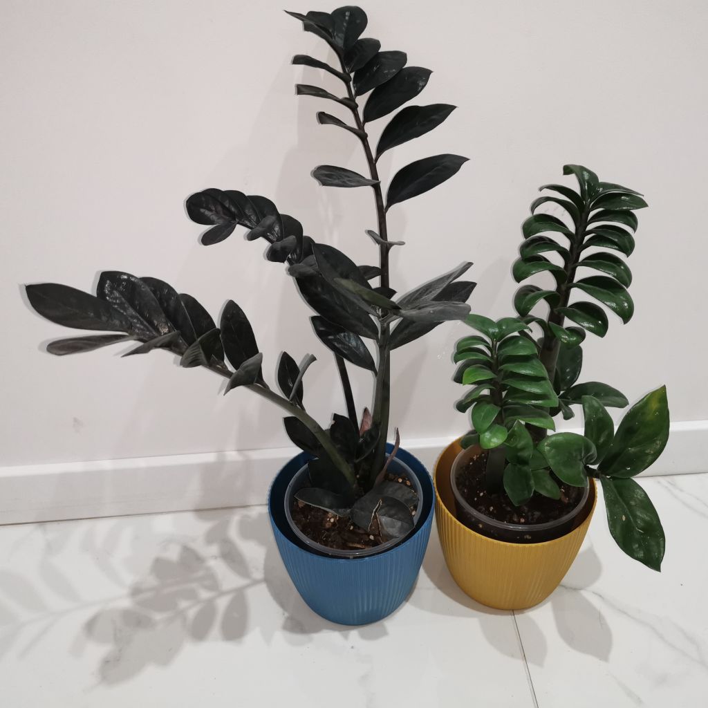 Zamiokulkas zamiolistny