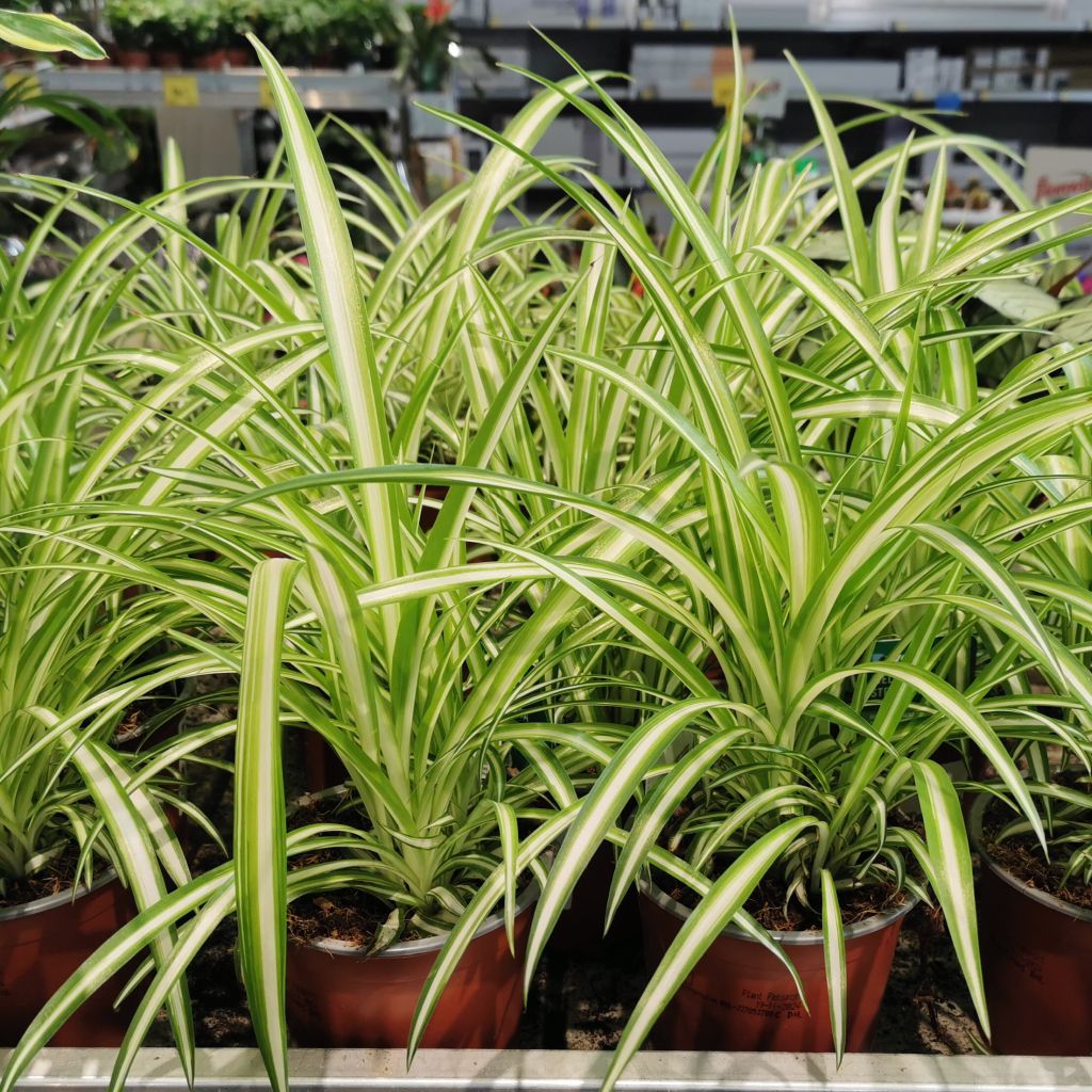 Zielistka Sternberga