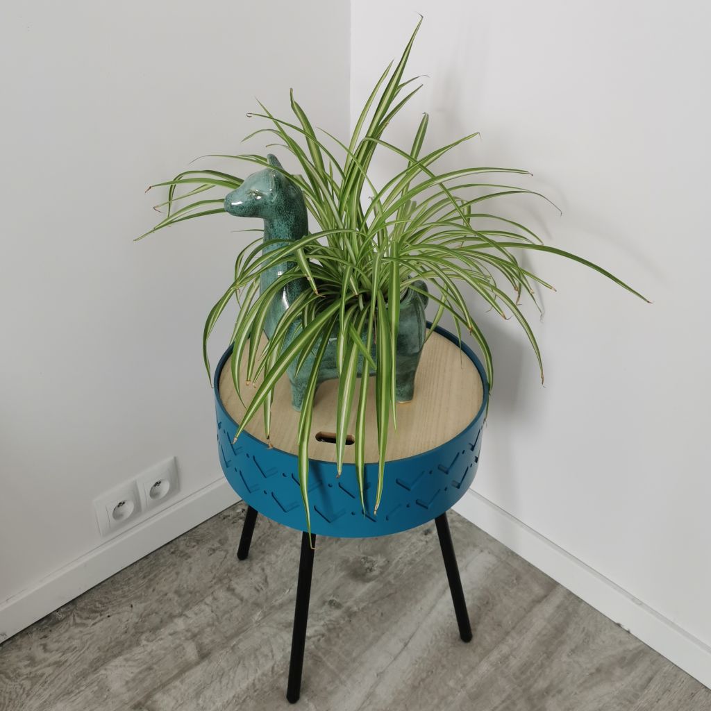 Zielistka Sternberga w doniczce