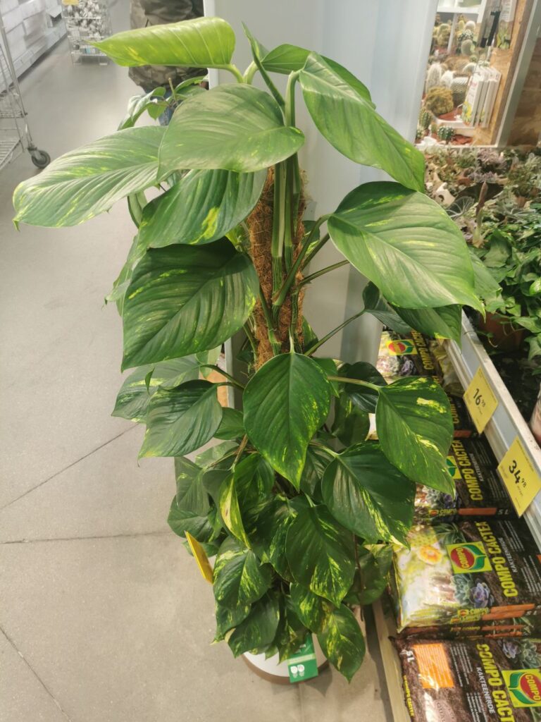 Epipremnum złociste