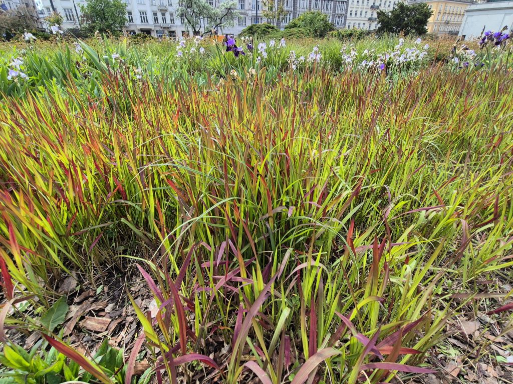 Imperata cylindryczna Red Baron w mieście