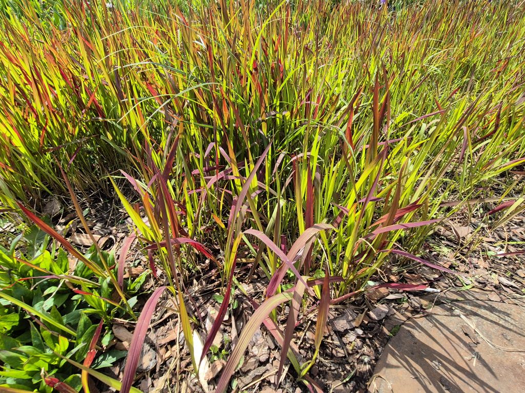 Imperata cylindryczna red baron