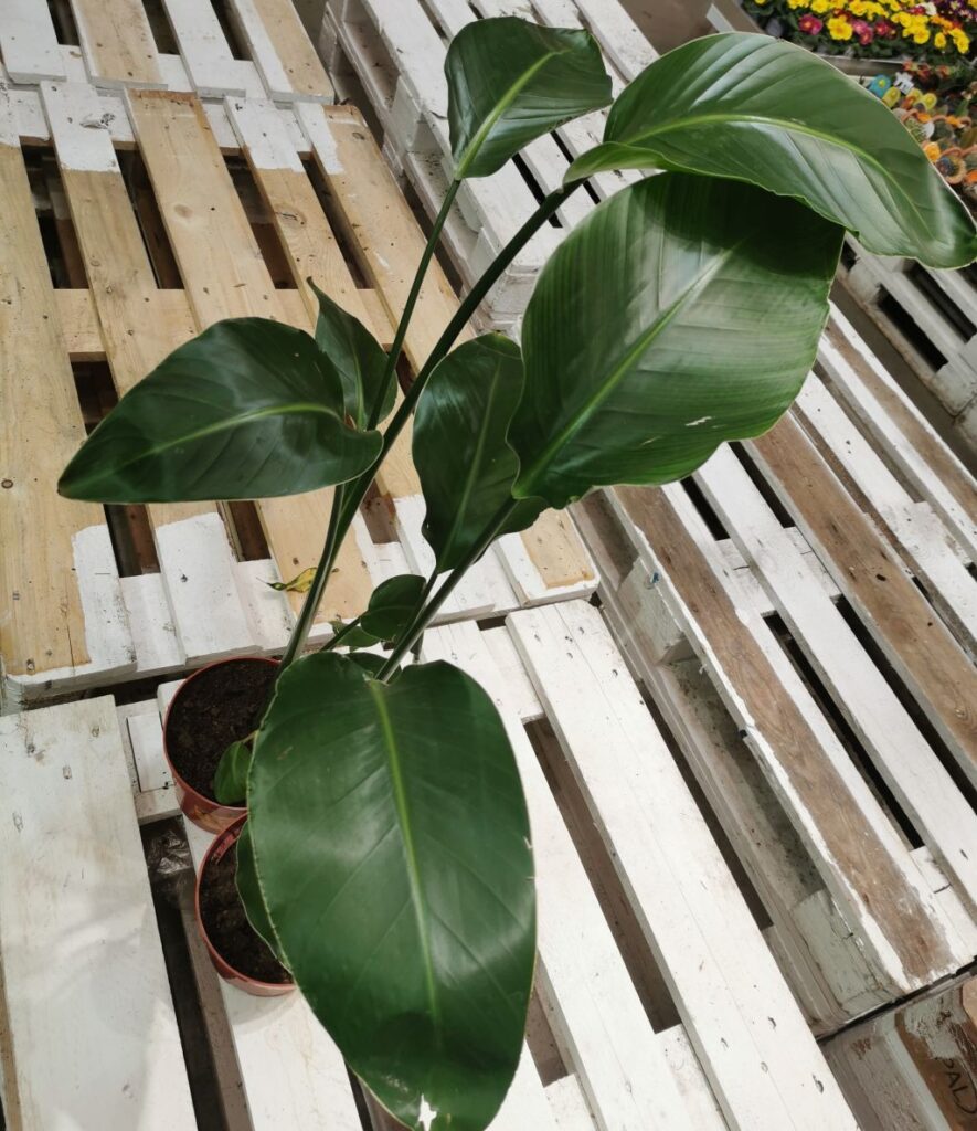 Strelicja królewska