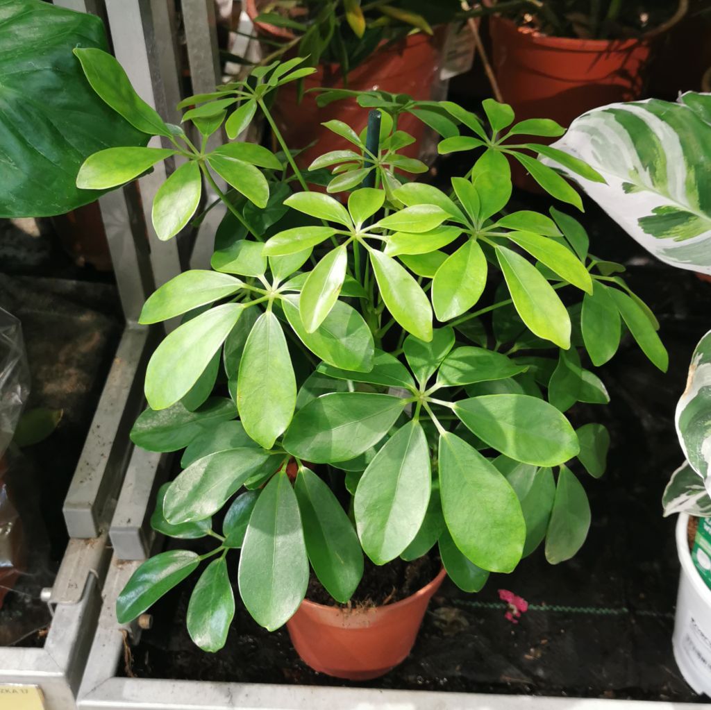 Szeflera drzewkowata