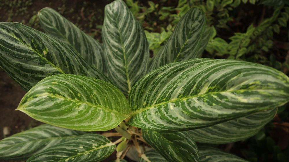 Aglaonema