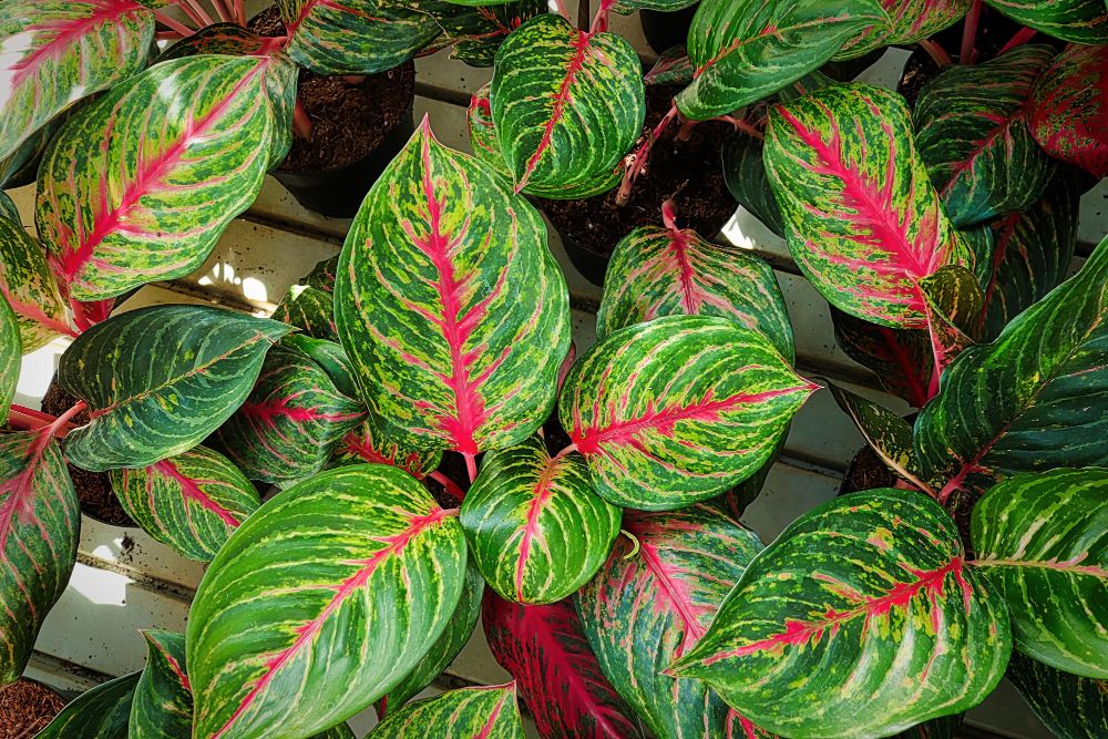 Aglaonema