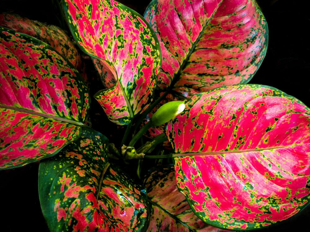 Aglaonema