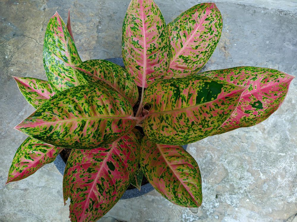 Aglaonema