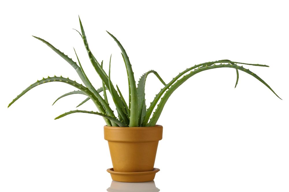 Aloe vera