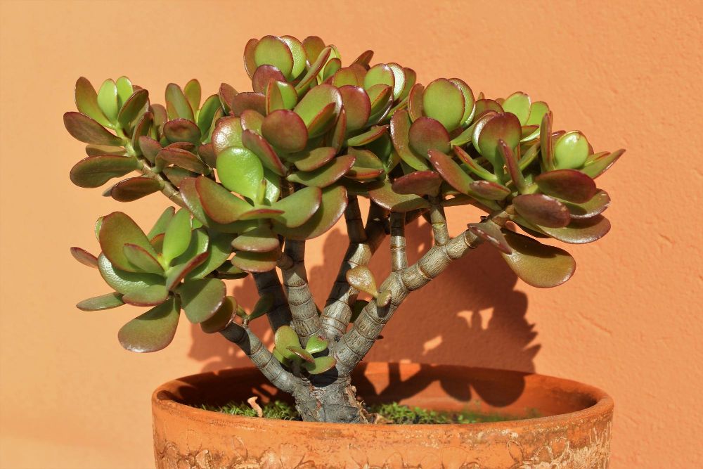 Czy drzewko szczęścia jest trujące?