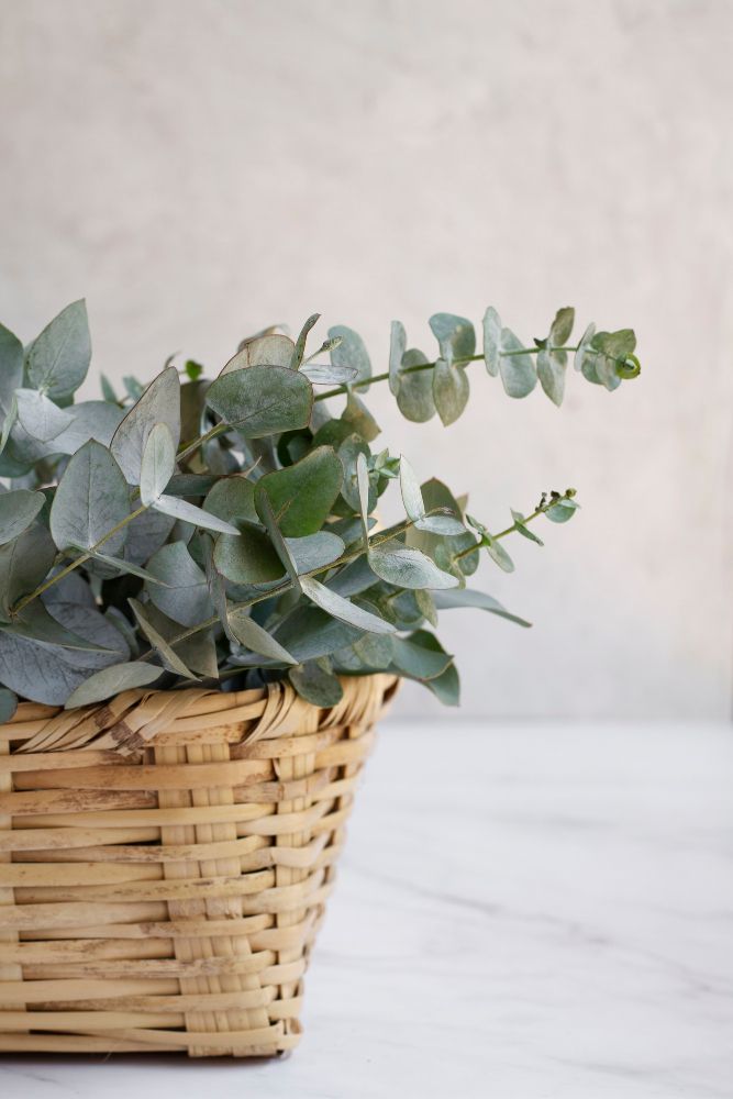 Eukaliptus w doniczce wiklinowej
