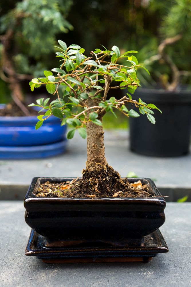 Gdzie kupić drzewka bonsai