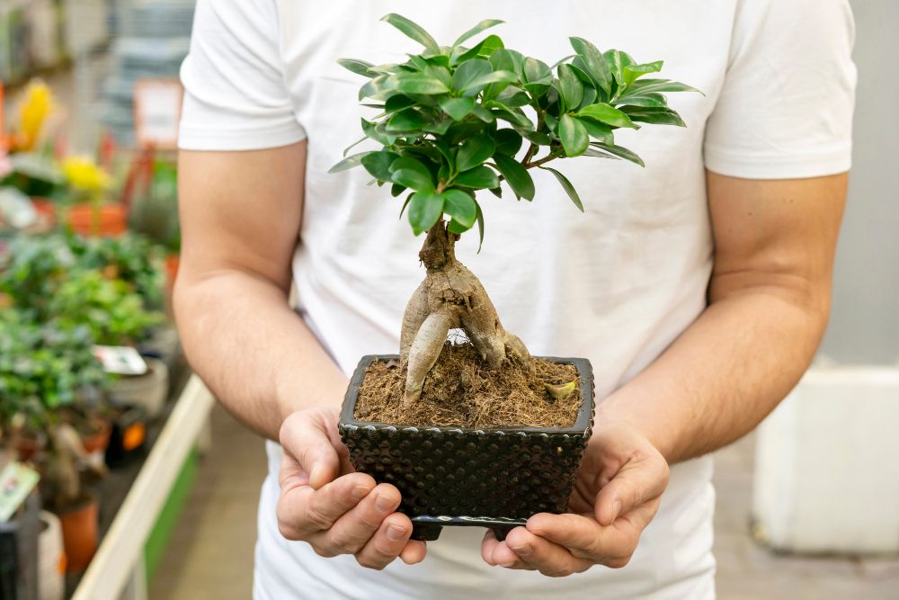 Gdzie kupić drzewko bonsai