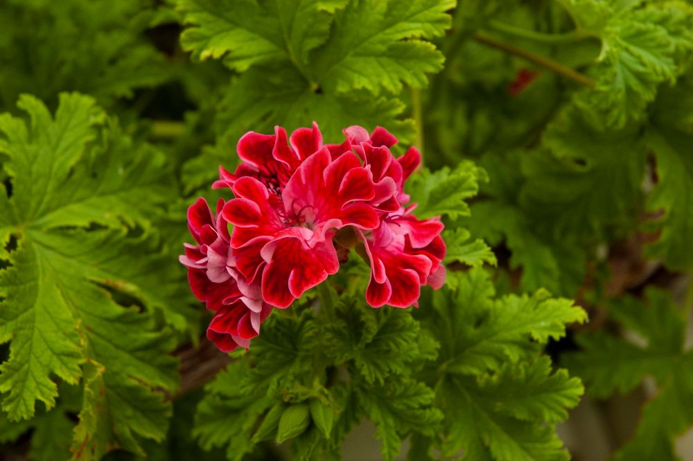 Geranium