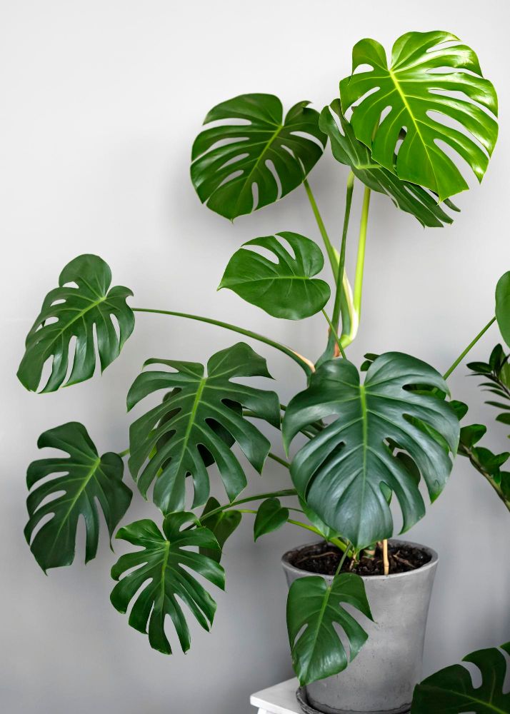 Monstera dziurawa