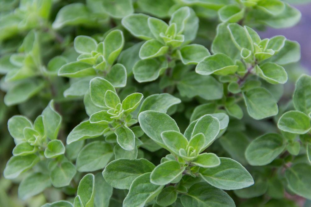 Oregano
