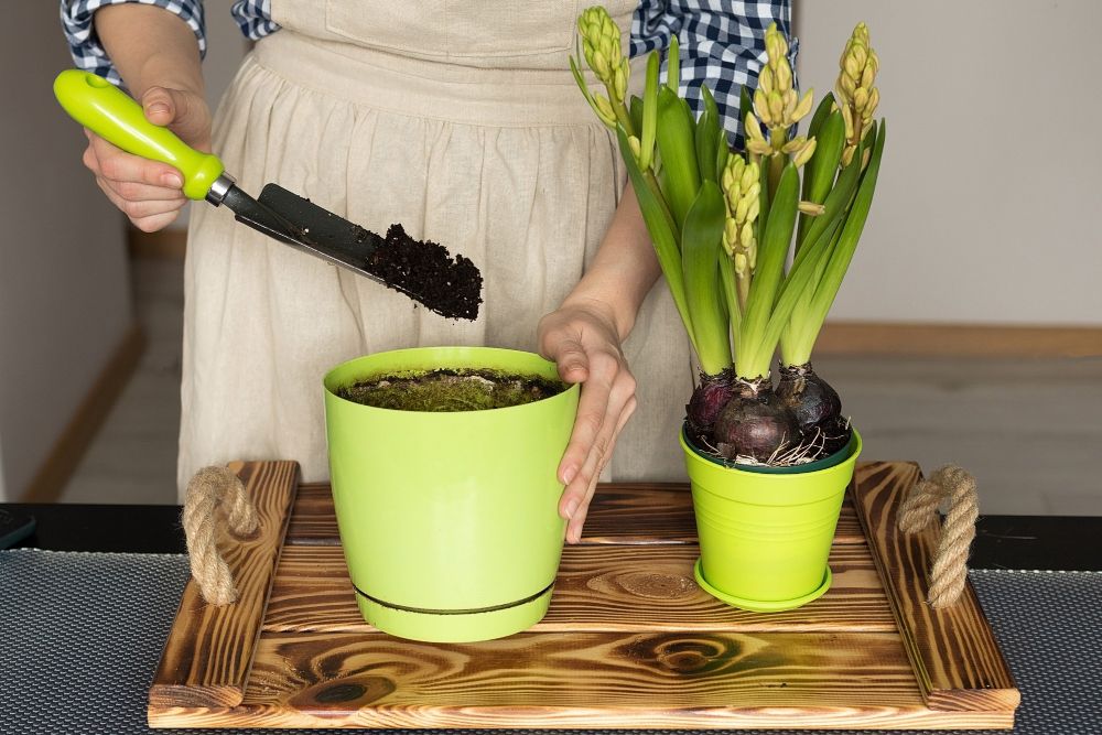 Przesadzanie kwiatów