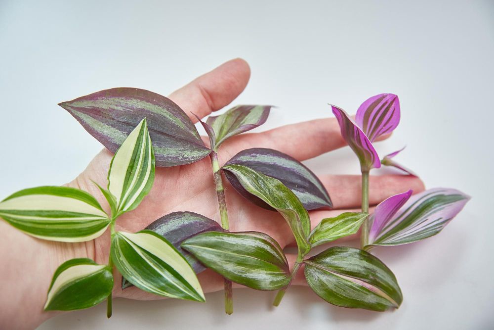 Różne odmiany trzykrotki