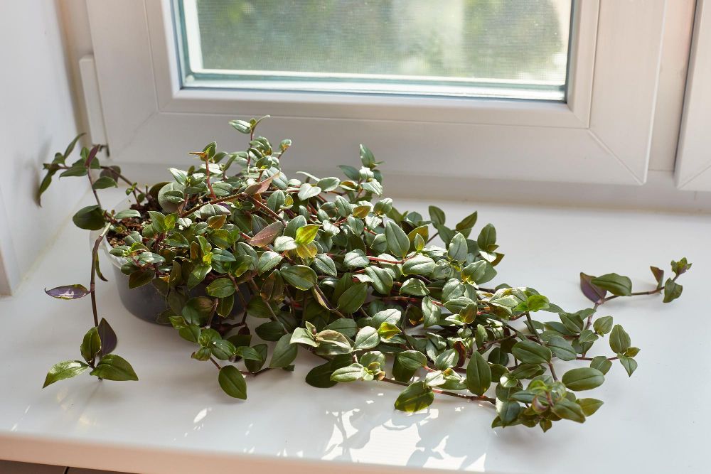 Trzykrotka drobnolistna