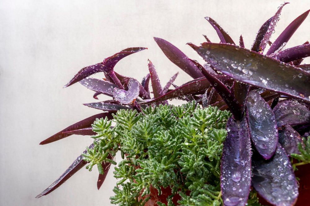 Trzykrotka purpurowa