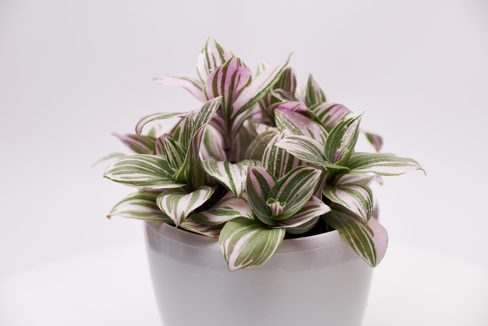 Trzykrotka sweetness