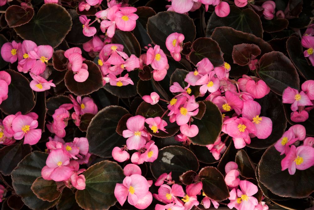 Wieloletnia begonia