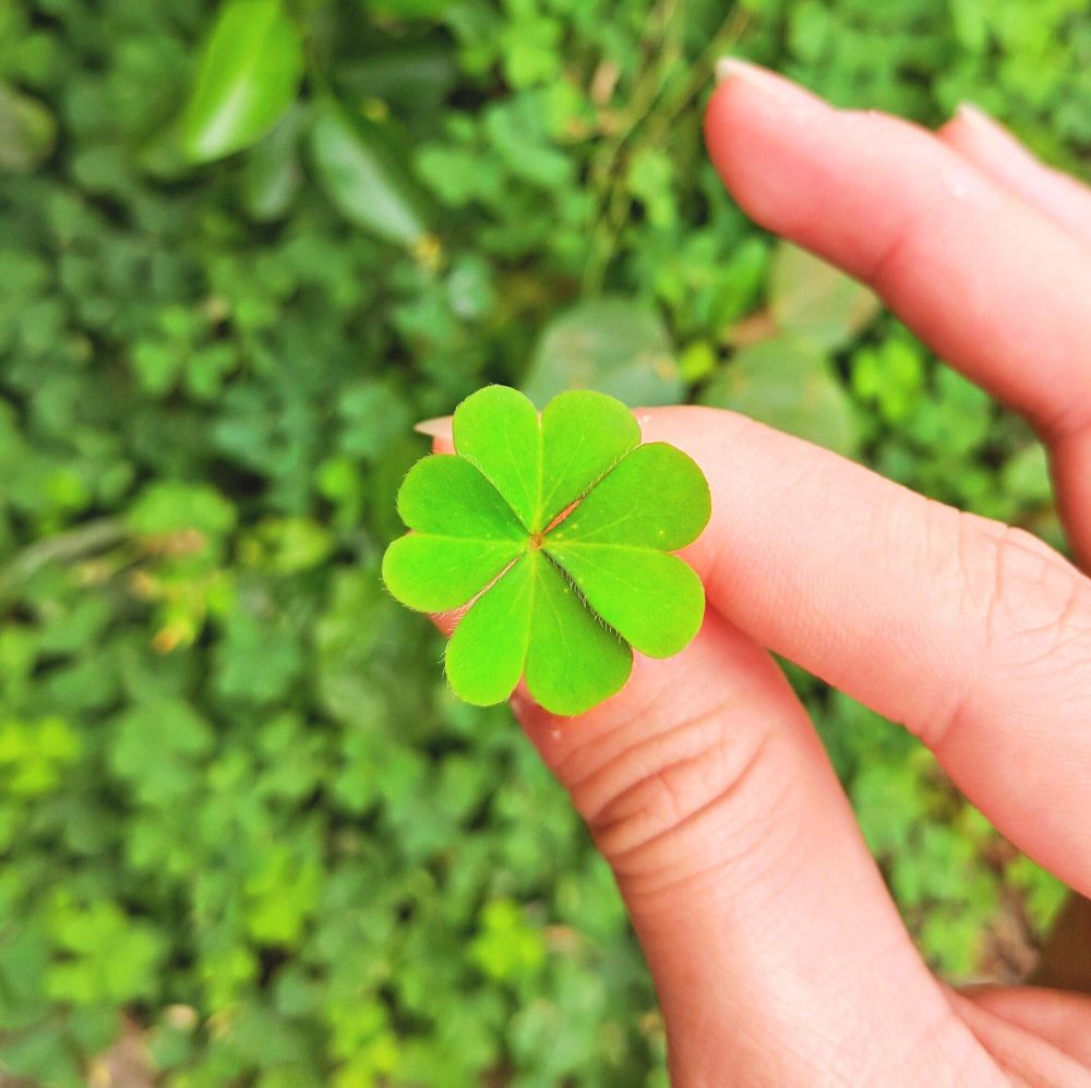 Czterolistna koniczyna znak szczęścia