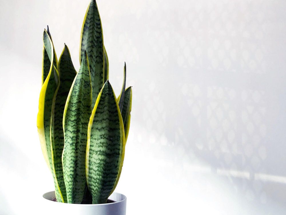 Czy sansewieria truje?