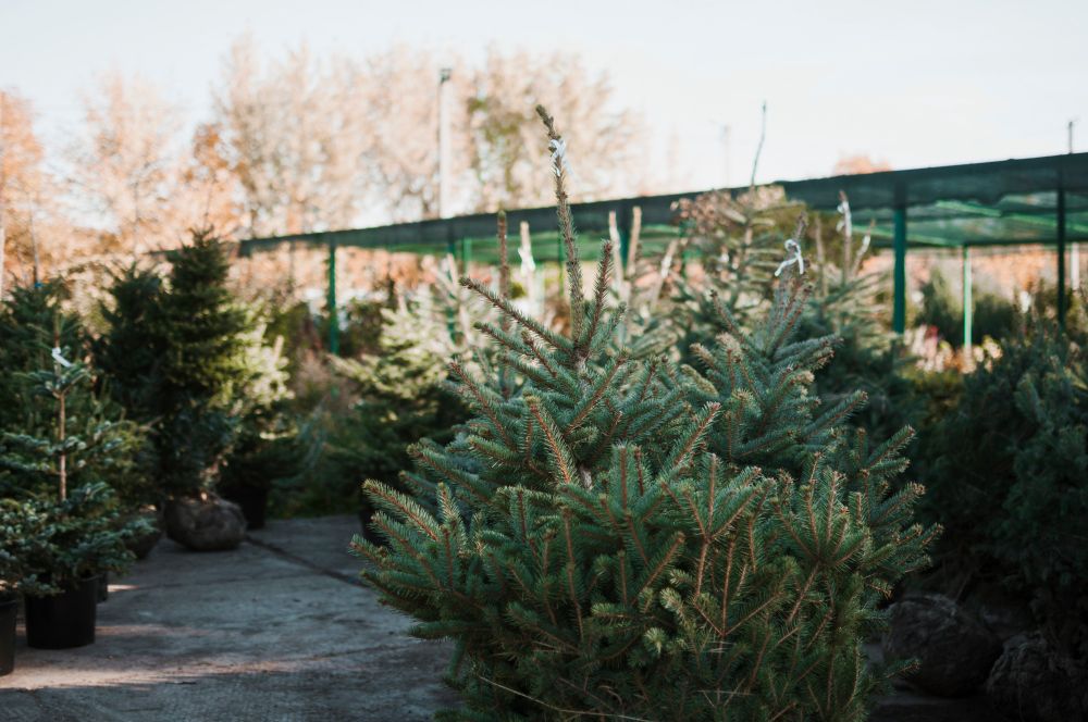 Drzewa iglaste w szkółce