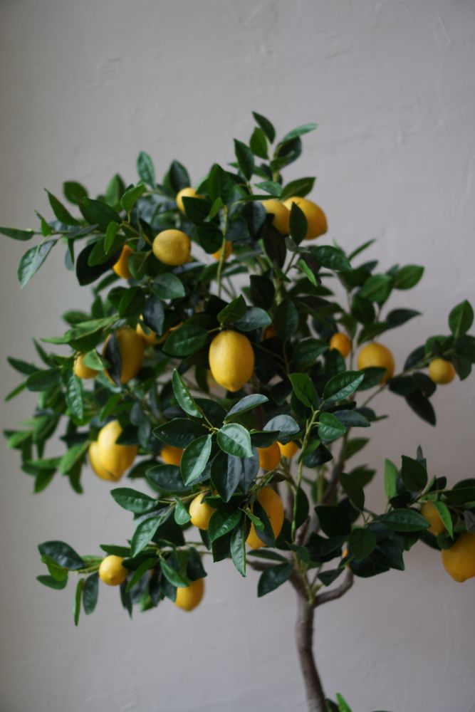 Drzewko cytrynowe