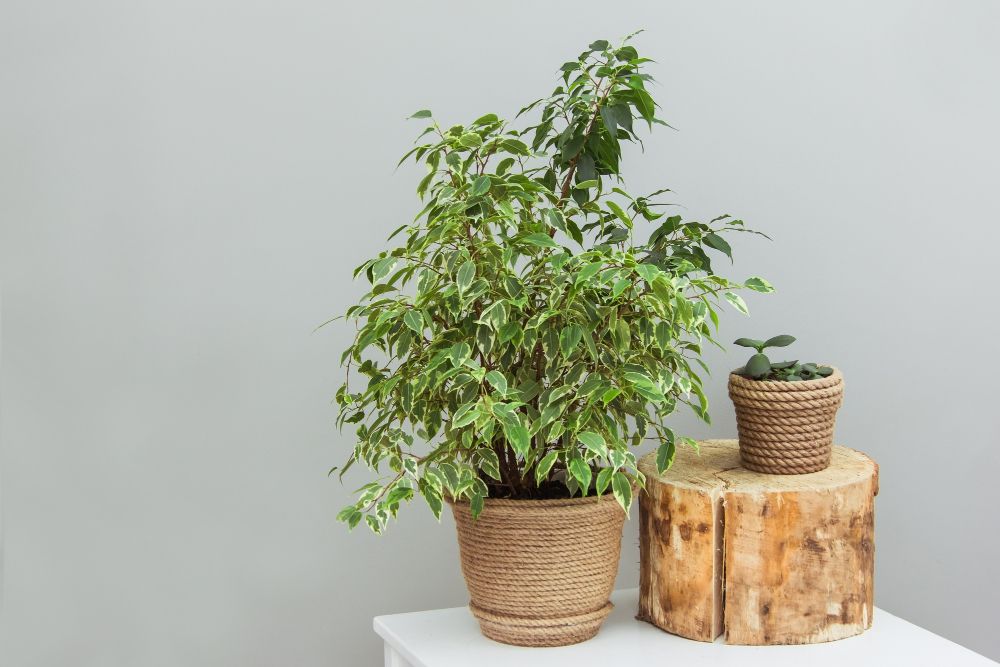 Fikus benjamina w doniczce