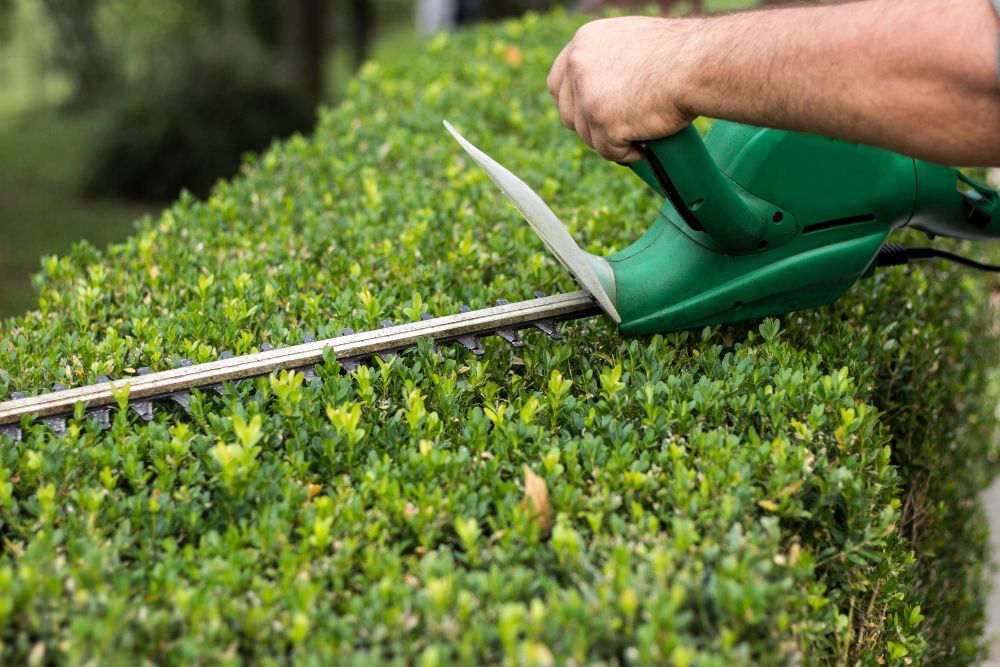 Nożyce do żywopłotu