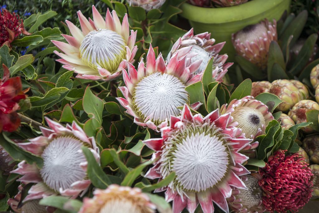 Protea królewska gdzie kupić
