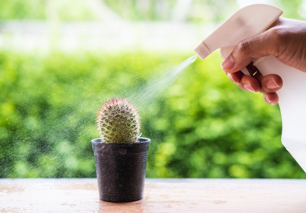 Spryskiwanie kaktusa
