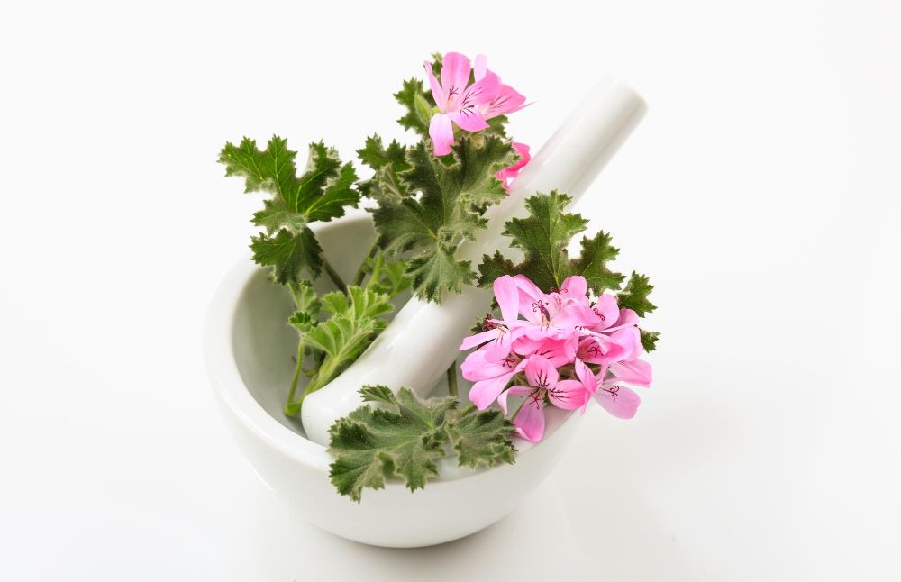 Co można zrobić z liści geranium?