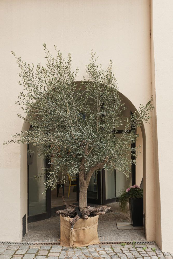 Drzewo oliwne na tarasie
