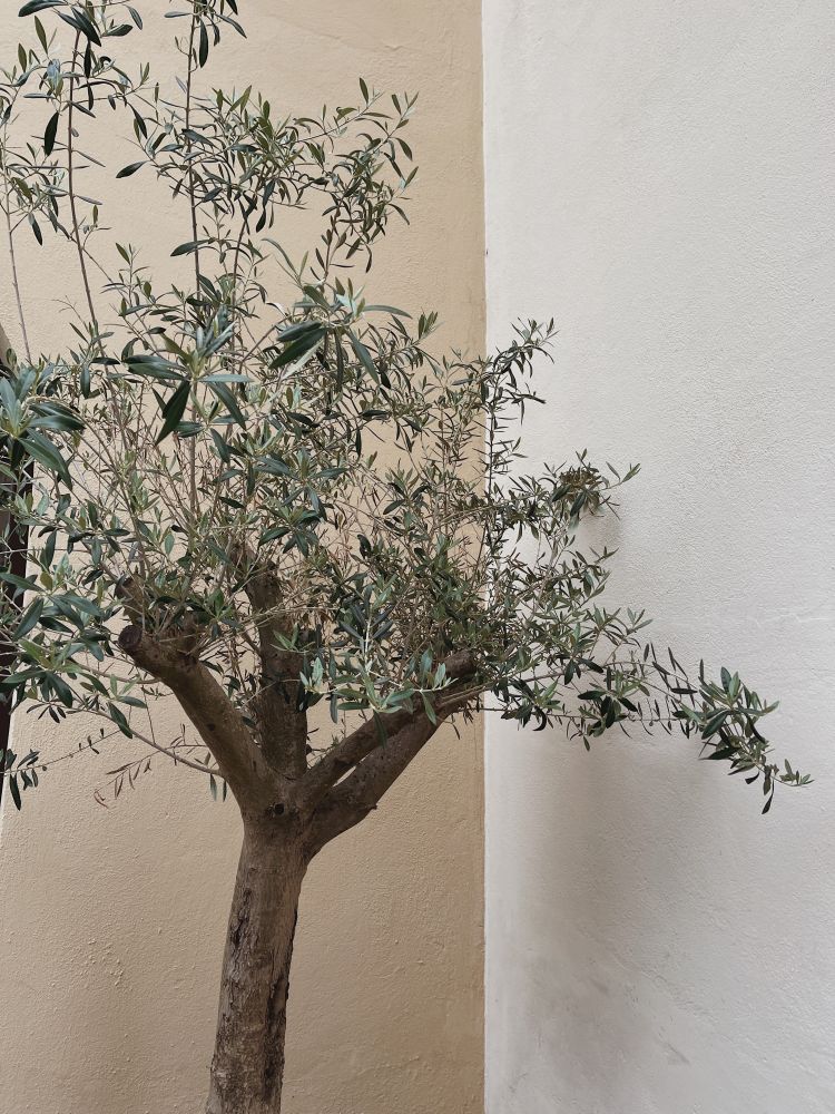Drzewo oliwne w domu