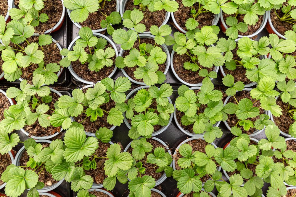 Gdzie kupić sadzonki truskawek?