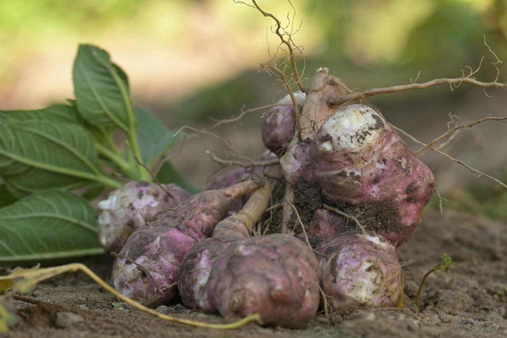 Gdzie kupić topinambur?
