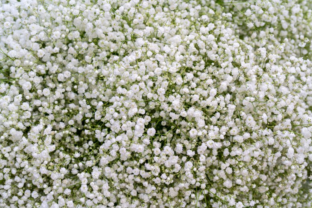 Gipsówka cięta żywa