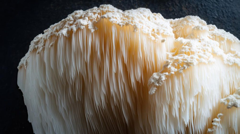 Grzyb lwia grzywa gdzie kupić