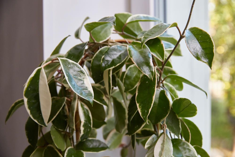 Hoja wariegacja biała